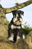 SCHNAUZER NAIN 075